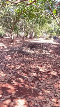 Đất 4ha tại xã Ia Dom, huyện Đức Cơ, Gia Lai - Giá chỉ 1 tỷ, cơ hội đầu tư hấp dẫn!