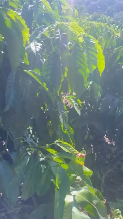 Đất thổ cư 400m² tại 9 Sao Cafe Hòa Bắc - Giá 4 tỷ, Ô tô vào tận nơi!