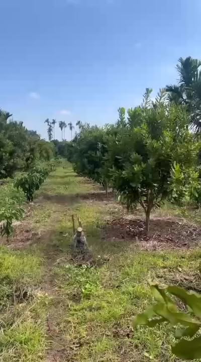 Farm tại Ea Kuăng, Krông Pắc 7920m² giá 990 triệu - Đầu tư sinh lời với cây mắc ca!