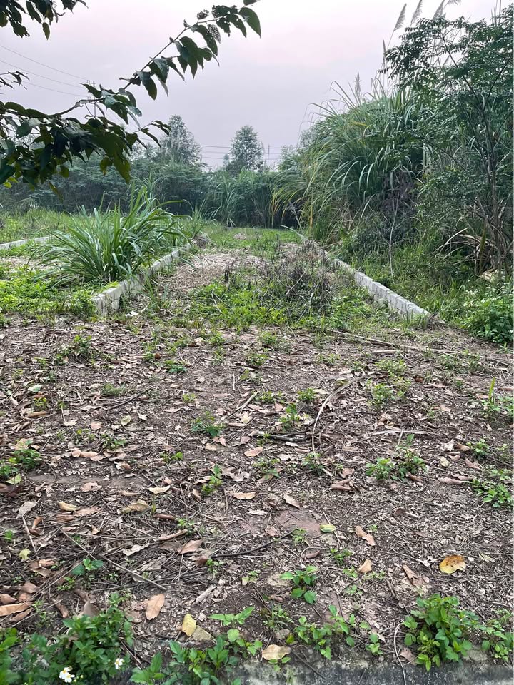 Đất thổ cư ĐHQG Thạch Hoà 100m² giá 5 tỷ - Vị trí đắc địa gần trường học