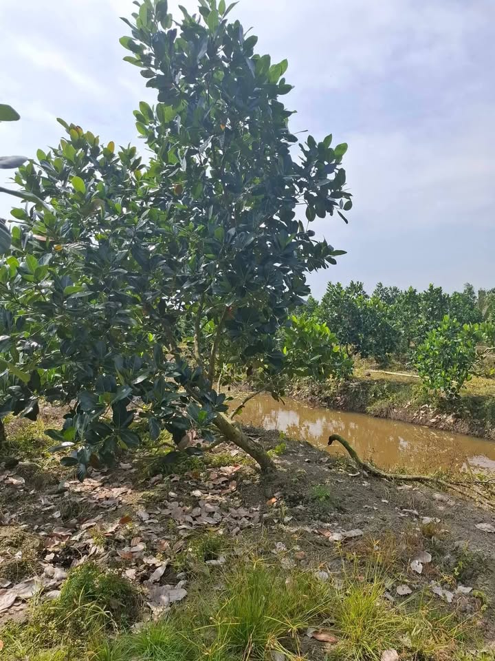 Đất Farm cho thuê 10 công tại Tiền Giang - Giá chỉ 80 triệu/năm