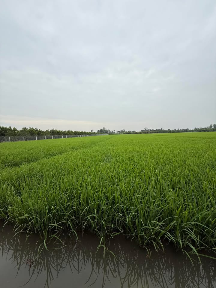 Đất ruộng 6 công tại xã Mỹ Hội, Cái Bè, Tiền Giang - Giá chỉ 280 triệu/công