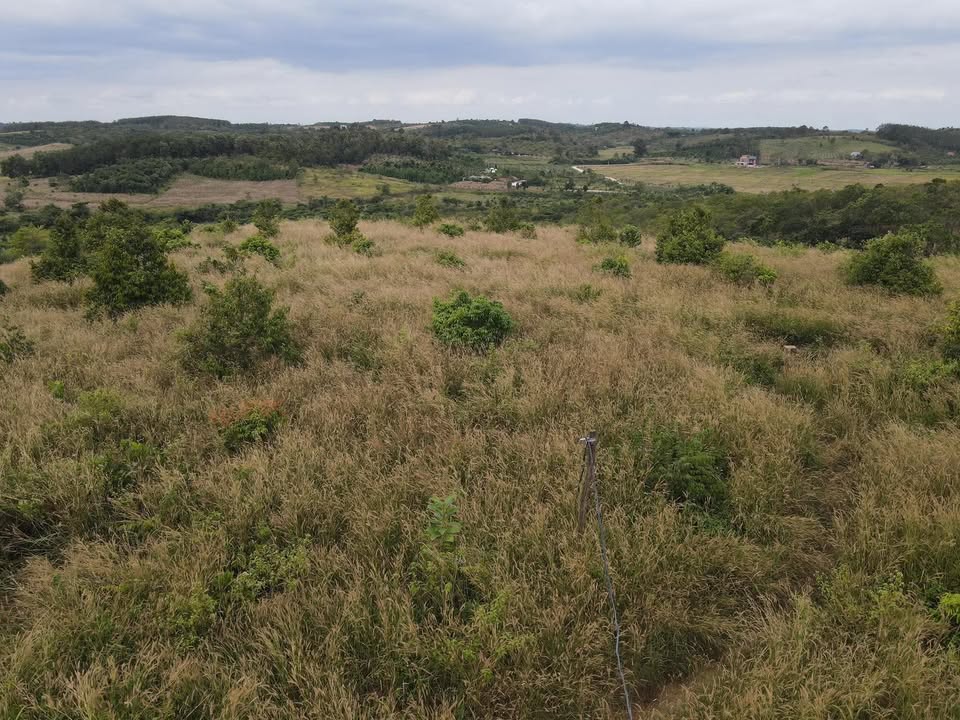 Đất nền 1HA Đắk Drô - Giá chỉ 250 triệu - Cơ hội đầu tư tuyệt vời!