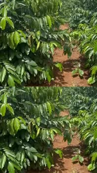 Đất nền thôn 17 Nhân Cơ 21600m² giá 1.6 tỷ - Sẵn sàng xây dựng ngay!