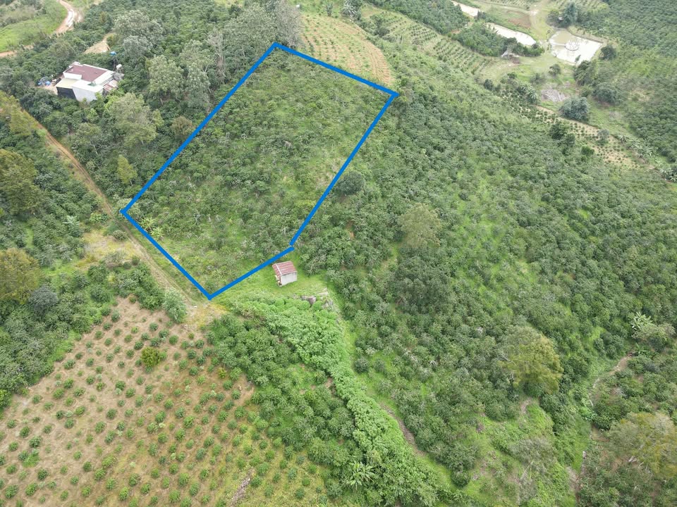 Đất vườn Di Linh 3200m² giá 1.2 tỷ - Vị trí tuyệt đẹp, trồng cà phê ngay!