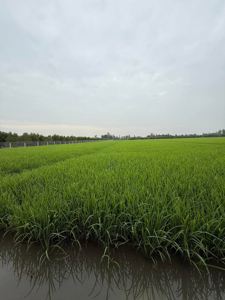 Đất nông nghiệp Cái Bè 10800m² giá 1.68 tỷ - Mặt tiền đường, xe máy vào tận nơi!