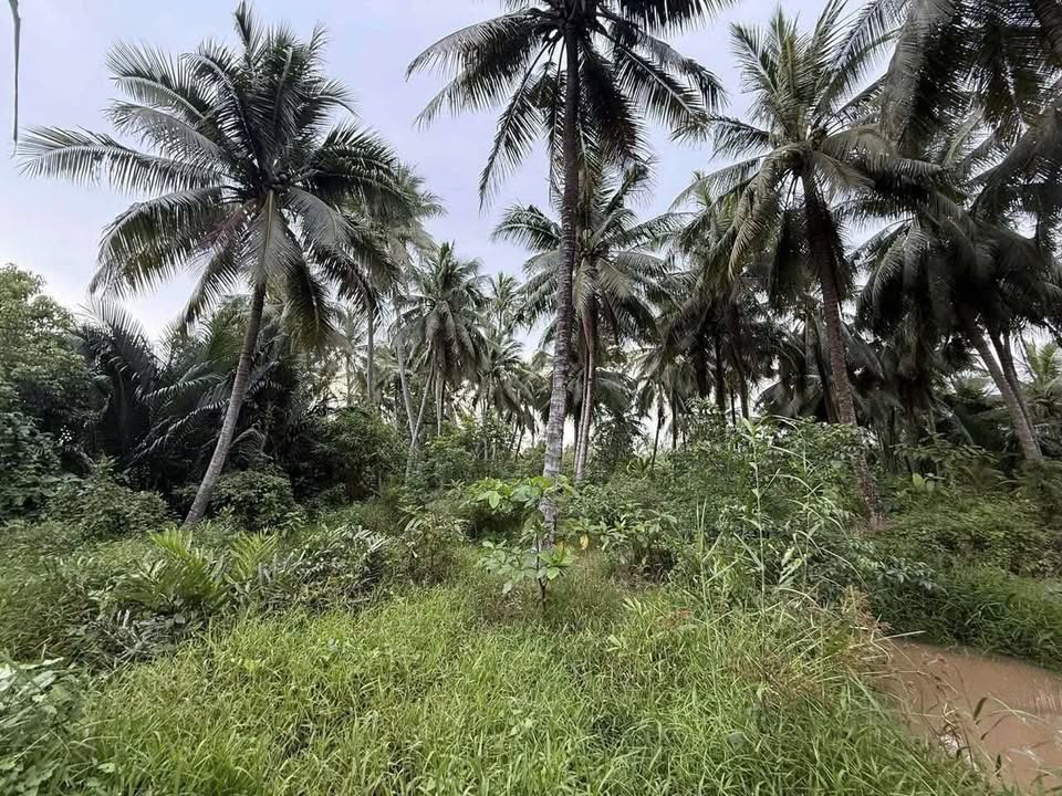 Đất nền xã Thanh Tân, Mỏ Cày Bắc, 505m² - Giá chỉ 800 triệu!