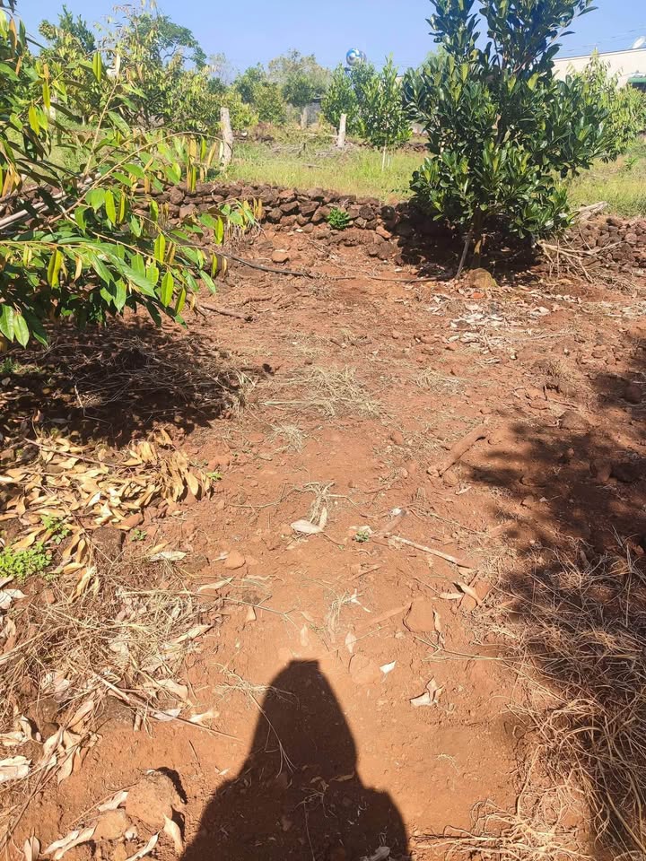 Đất vườn Phú Lộc 4200m² giá 1.8 tỷ - Đầu tư sinh lời ngay!