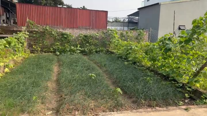 Đất thổ cư 47m² tại Làng nghề Hoa Tích Giang, giá chỉ 1 tỷ - Đường ô tô vào tận nơi!