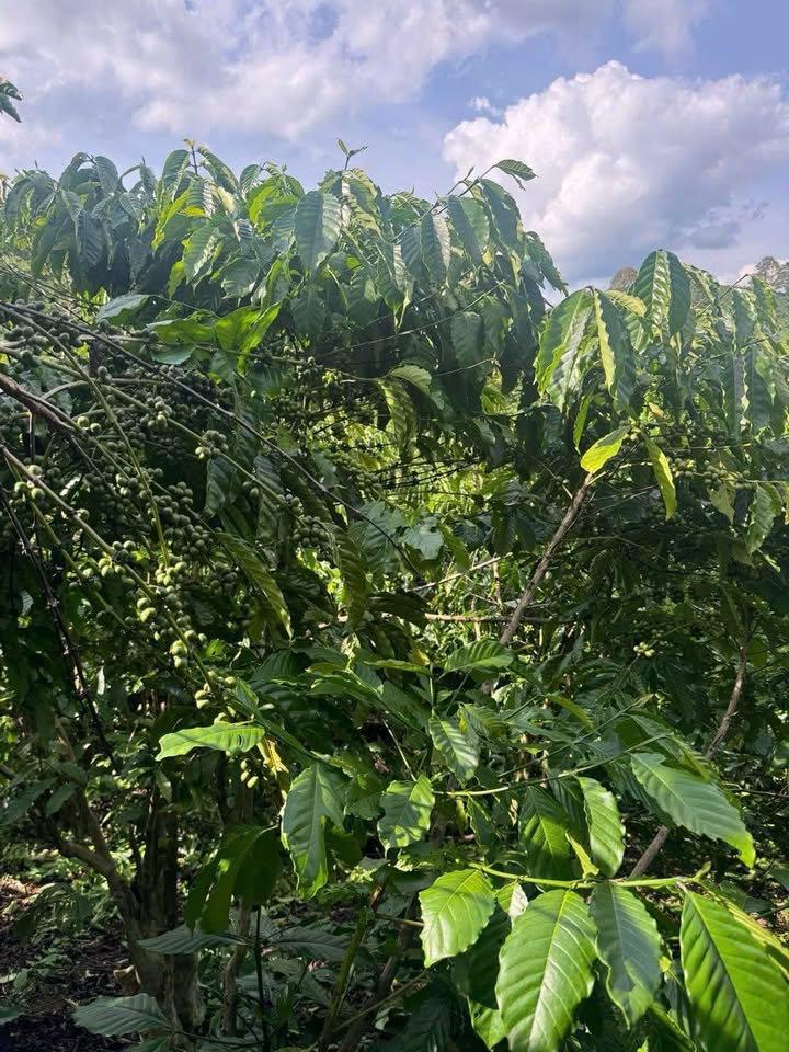 Đất nền Lộc Quảng 32,400m² giá 4.5 tỷ - Cơ hội đầu tư hấp dẫn!