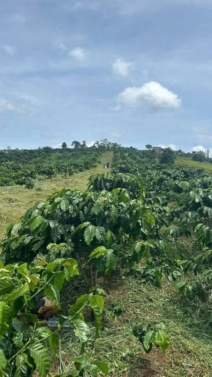 Đất nền 9.300m² tại Lộc Bắc Bảo Lâm, giá 2.8 tỷ - Sổ đỏ chính chủ, thương lượng nhẹ!