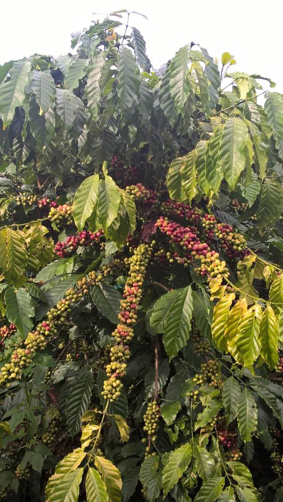 Đất nền 6 sào tại Thôn 13, Xã Lộc Ngãi, Huyện Bảo Lâm - Giá thỏa thuận hấp dẫn!