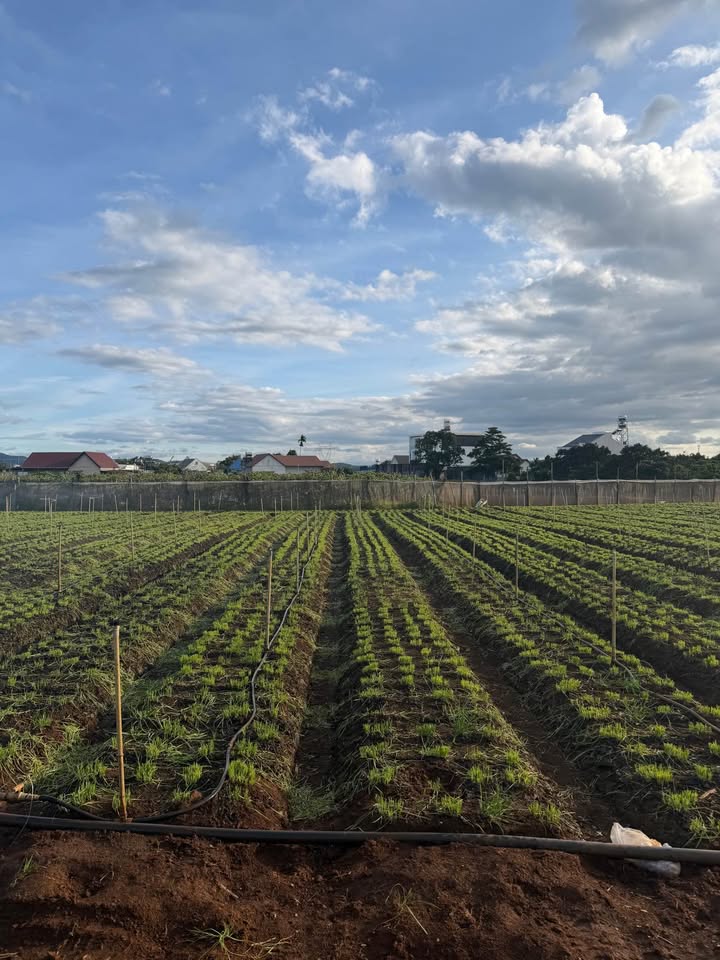 Đất nền Lý Thái Tổ, Thị trấn Liên Nghĩa 75m² chỉ từ 1.45 tỷ - Cơ hội đầu tư hấp dẫn!