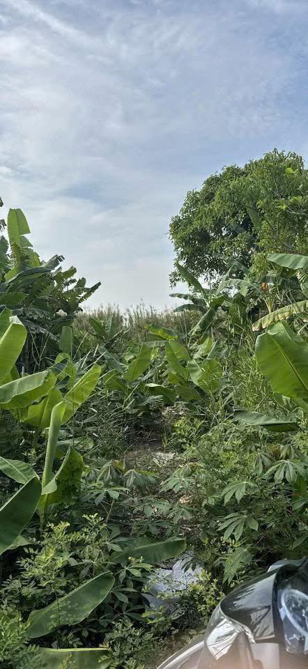 Đất nền thổ cư 101m² KDC Út Lấn, Long Xuyên giá 620 triệu - Sổ hồng chính chủ!