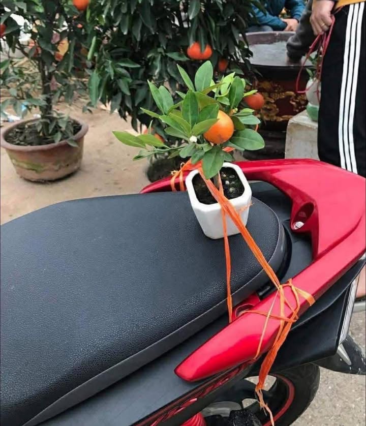 Bán đất biệt thự khu Mê Linh Hải Phòng 184m² giá 4.86 tỷ - Đường phân lô 12m, pháp lý rõ ràng!