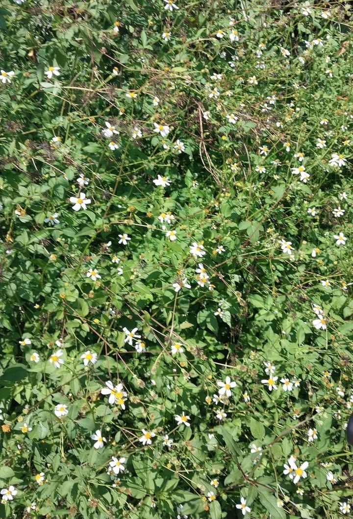 Đất nền Vĩnh An 1300m² giá chỉ 9 tỷ - Tiềm năng đầu tư sinh lời!