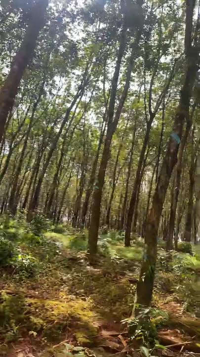 Farm 6,7ha tại Xã Phước Tân, Huyện Phú Riềng - Đất đẹp, tiềm năng đầu tư cao!