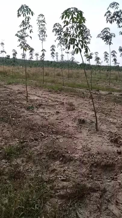 Đất nền 60.000m² tại Tân Lâm, Di Linh - Giá 51 tỷ - Sổ riêng, đường ô tô