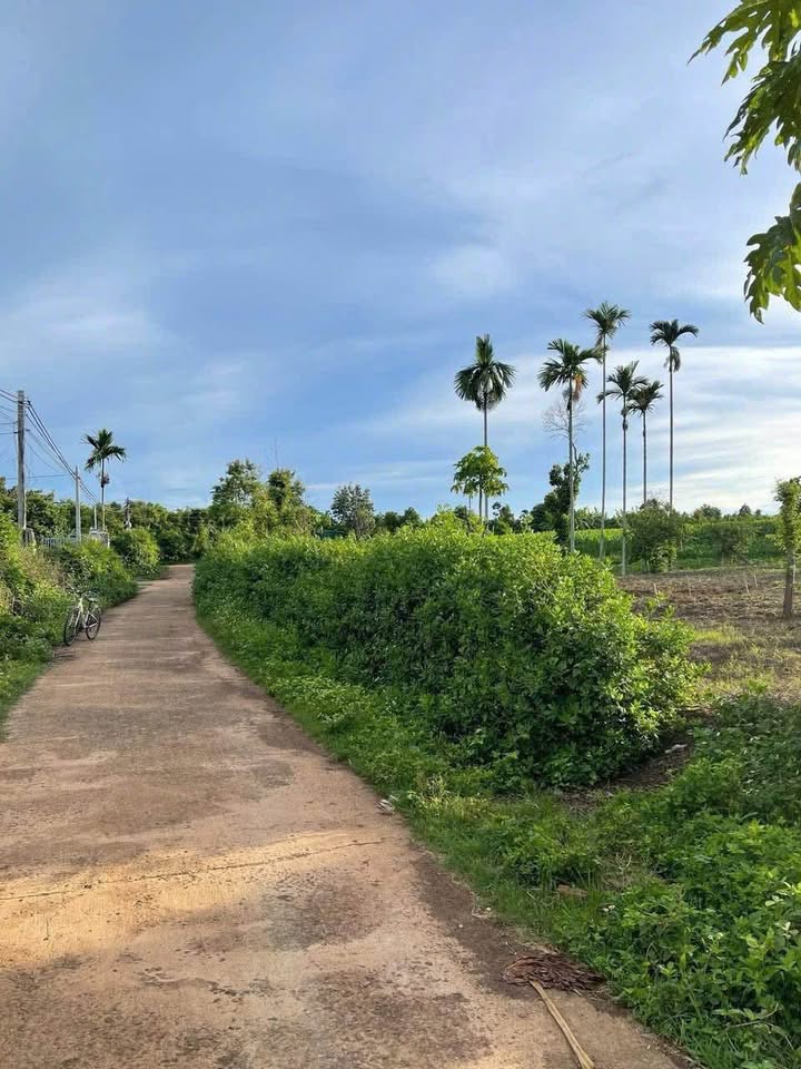 Đất nông nghiệp 1.163m² tại Ea Kao, Buôn Ma Thuột chỉ 1.25 tỷ - Tiềm năng đầu tư lớn!