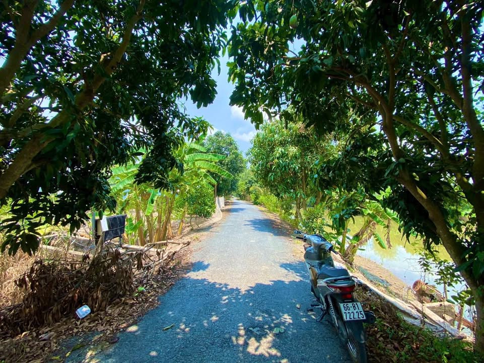 Đất nền thổ cư mặt tiền nhựa Xã Bình Tấn, 160m² chỉ 299 triệu - Cơ hội đầu tư hấp dẫn!