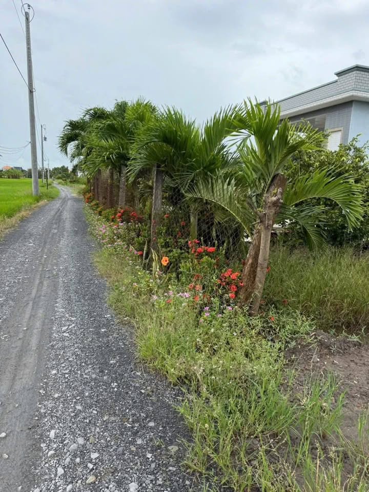 Đất thổ cư 162m² Tân Lân, Cần Đước - Giá chỉ 800 triệu, sổ hồng chính chủ!