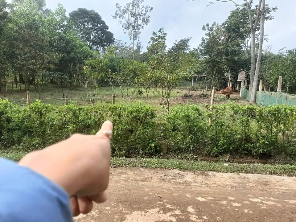 Đất thổ cư 145m² tại Phùng Minh, Ngọc Lặc, Thanh Hoá - Giá hợp lý cho đầu tư!