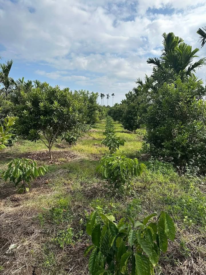 Đất nông nghiệp Ea Kuang 2450m² giá 900 triệu - Phù hợp đầu tư sinh lời!