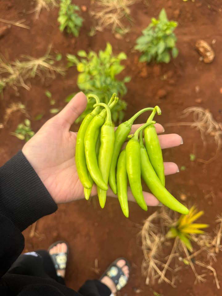 Mặt tiền FrontHouse KA2 Tân An 183m² giá 1.72 tỷ - Bán gấp trước Tết!