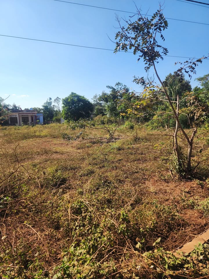 Lô đất liền kề đường Y Dược 150m² - Thổ cư 100% sẵn sàng giao dịch!