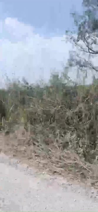 Farm Đường Tỉnh, Xã Tân Trung 100800m² giá chỉ 92.4 tỷ - Cơ hội đầu tư sinh lời!