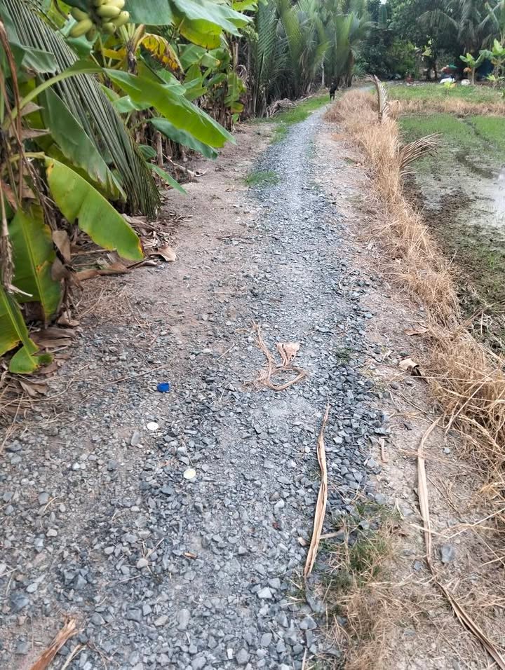 Đất nông nghiệp 3.800m² tại Mỹ Phú, Cai Lậy - Giá chỉ 1.33 tỷ VND!