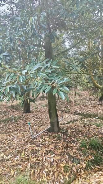 Đất Farm 2500m² tại ấp Hòa Điền, Cai Lậy - Giá 2.1 tỷ, Đầu tư sinh lời!