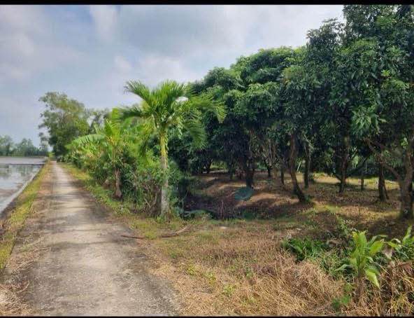 Đất nền 20.000m² tại Xã Trường Thắng, Cần Thơ - Giá chỉ 700 triệu - Đầu tư sinh lời ngay!