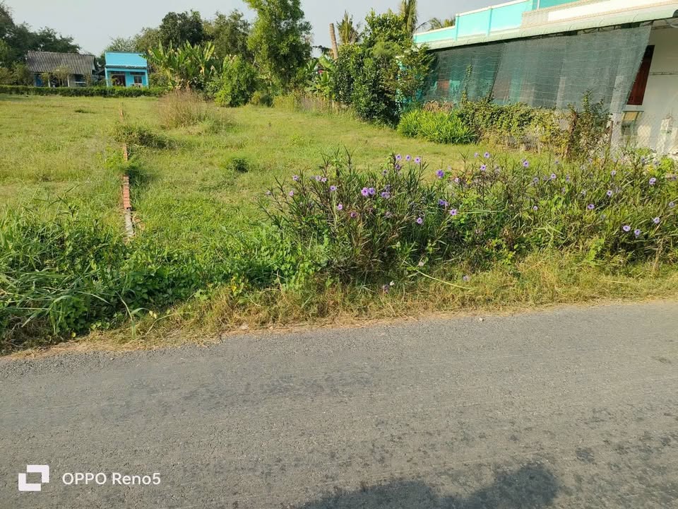 Đất mặt tiền đường nhựa Tứ Giác Hoà Bình, Gò Công Tây 196m² - Giá chỉ 450 triệu!