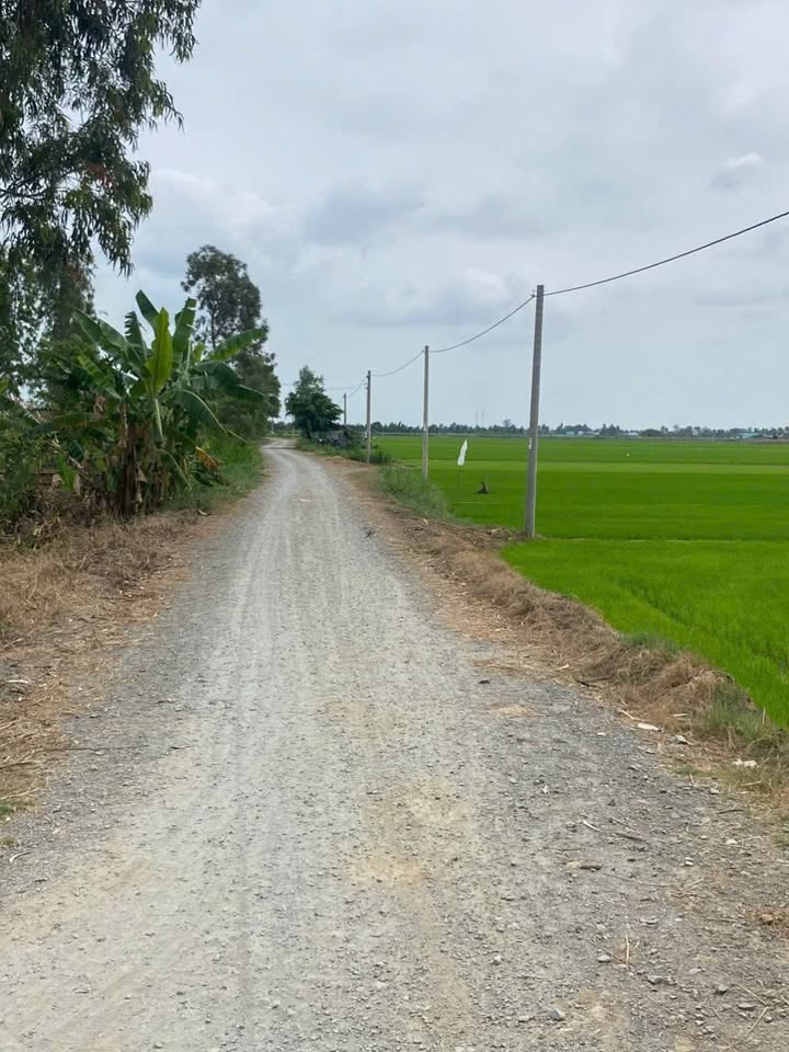 Đất nền Gò Công Tây 10.353m² giá chỉ 650 triệu - Cơ hội đầu tư tuyệt vời!