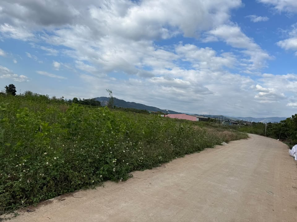 Đất nền mặt đường bê tông xã Bình Thạnh, 2600m² giá 4.25 tỷ - Cơ hội đầu tư hấp dẫn!