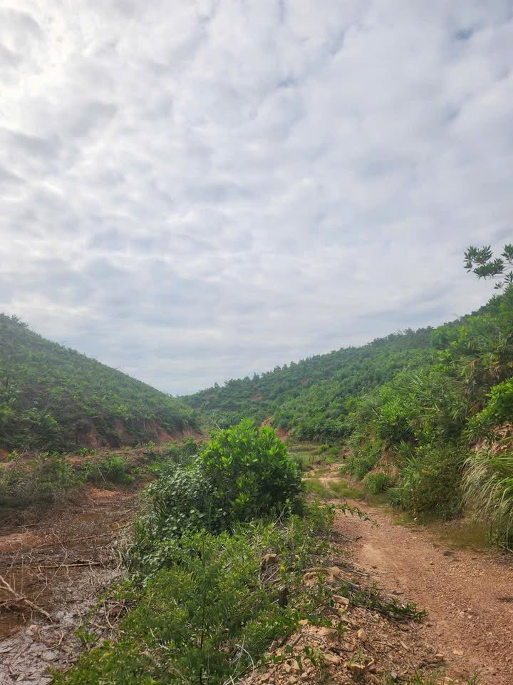 Đất rừng sản xuất 32ha tại Khu Đoàn Kết, Vân Đồn - Giá chỉ 6.4 tỷ VND!