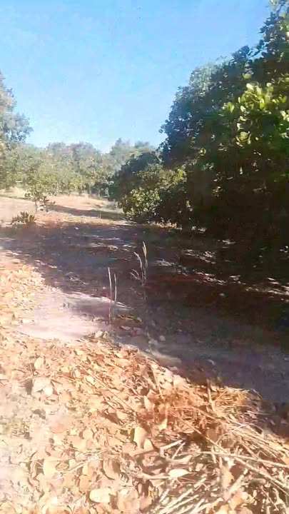 Đất nền chính chủ xã Ia Lâu 20,000m² - Cơ hội đầu tư tuyệt vời!