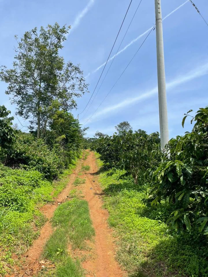 Bán gấp 3ha vườn cà phê tại Ninh Loan, Lâm Đồng - Giá chỉ 6.5 tỷ!