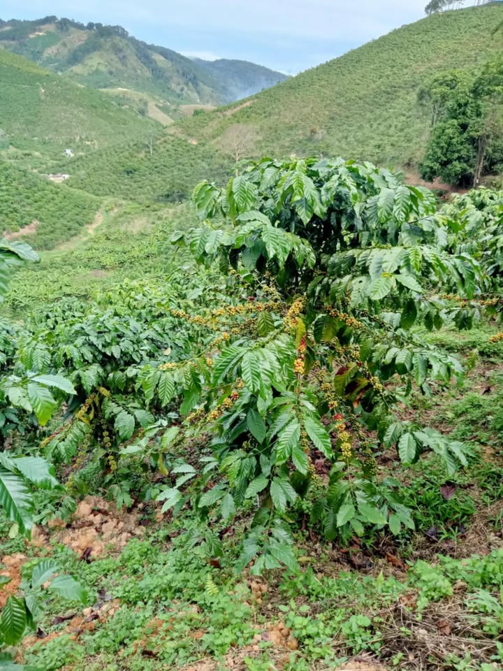 Đất nông nghiệp Xã Lạc Sơn, Huyện Lạc Sơn, 1.3ha giá 1.8 tỷ - Cơ hội đầu tư tuyệt vời!