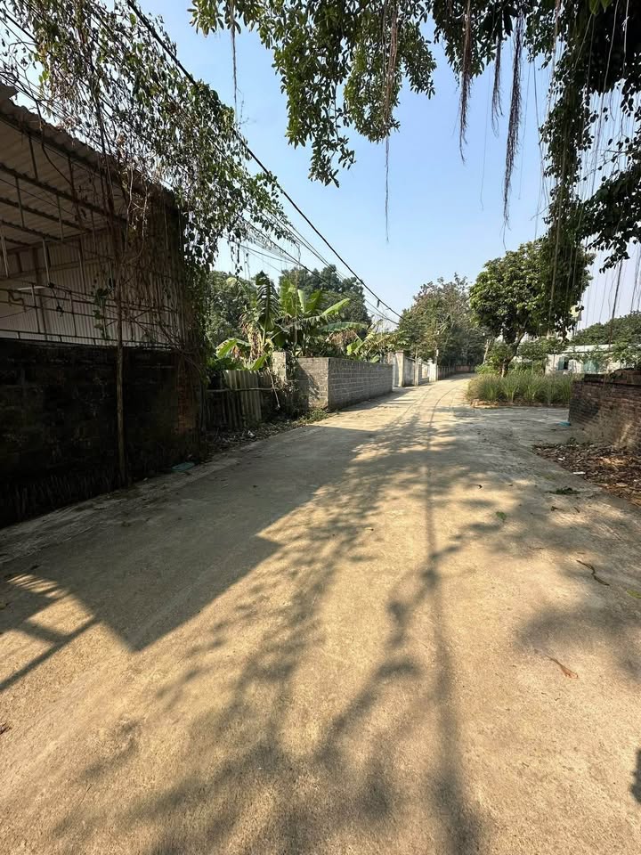 Đất thổ cư 1200m² tại Phú Cát - Giá chỉ 12 tỷ, đầu tư sinh lời!