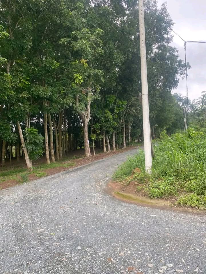 Đất nền 2500m² tại Phường Minh Hưng, Chơn Thành - Giá chỉ 290 triệu!