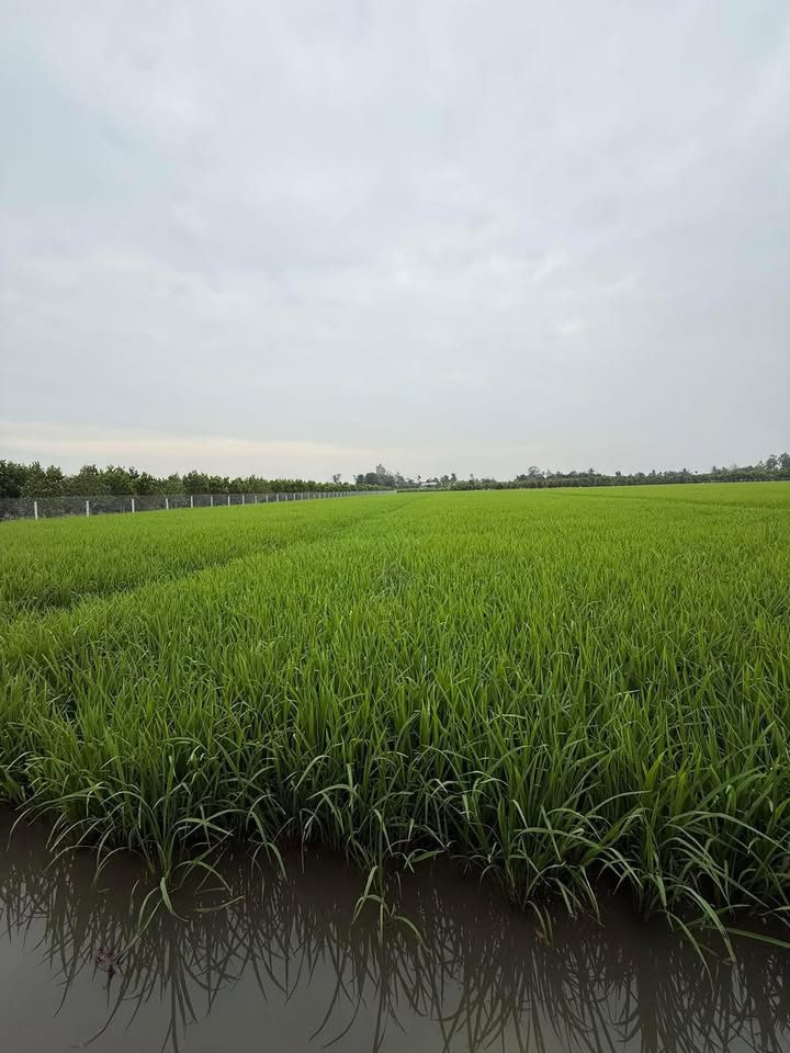 Đất nông nghiệp 6 công tại xã Mỹ Hội, Cái Bè - Giá chỉ 1.68 tỷ