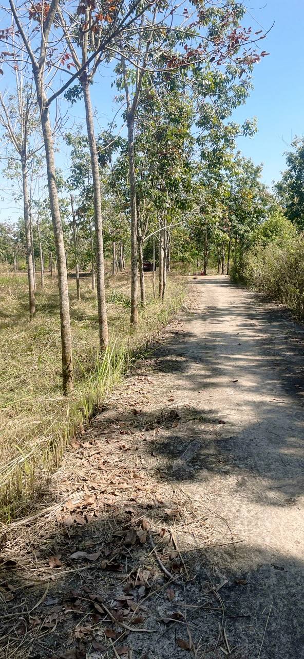 Đất cao su 9.000m² ở Thiện Hưng, Bù Đốp chỉ 800 triệu - Cơ hội đầu tư hấp dẫn!