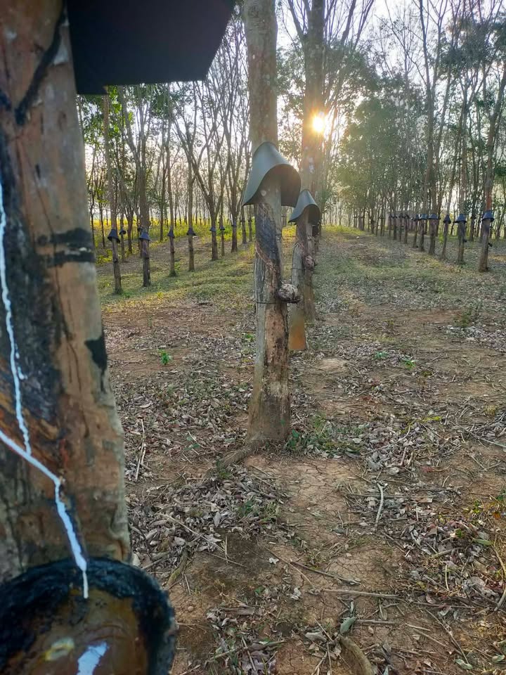 Đất farm 2ha tại Thôn Măng La, Xã Ngọc Bay, giá hơn 1 tỷ - Đầu tư sinh lời!