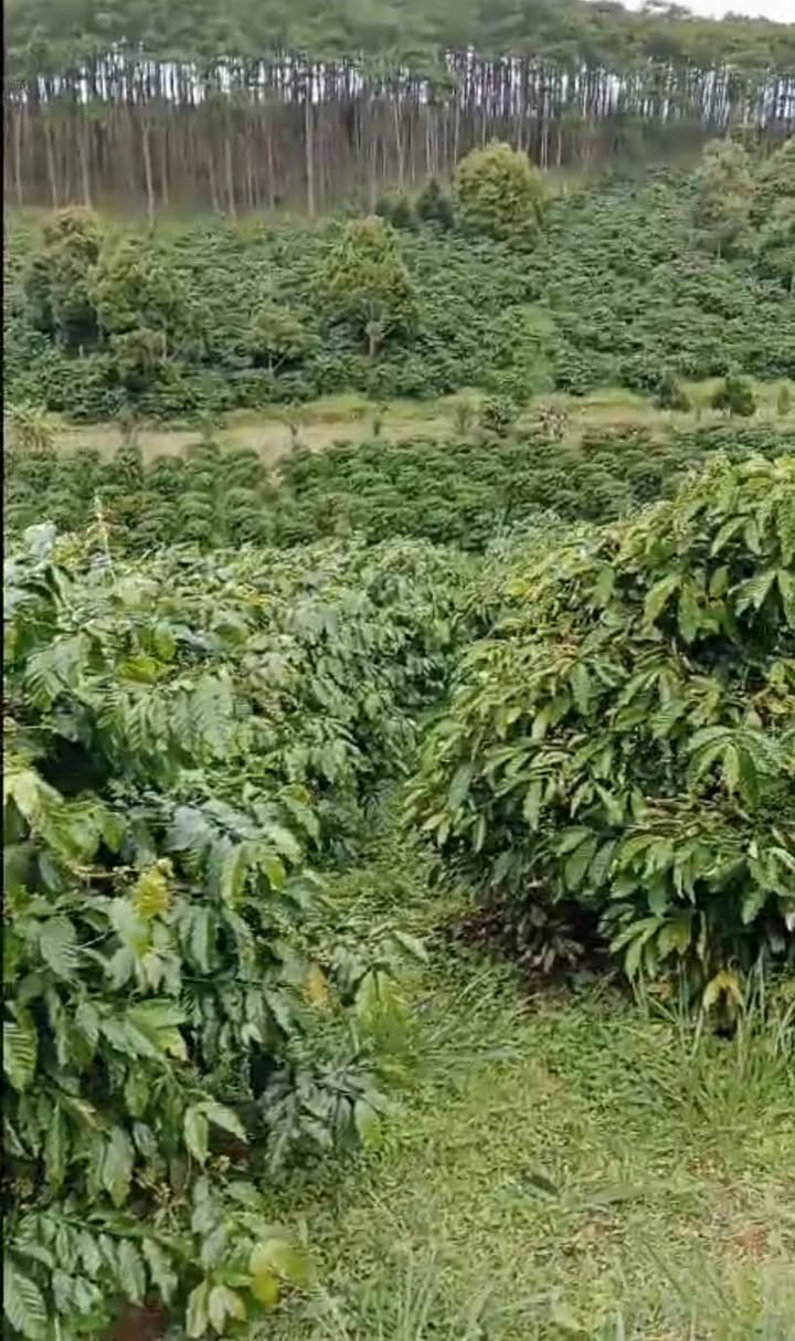 Farm thôn 9, Di Linh 4ha giá 12 tỷ - Đầu tư sinh lời lý tưởng!