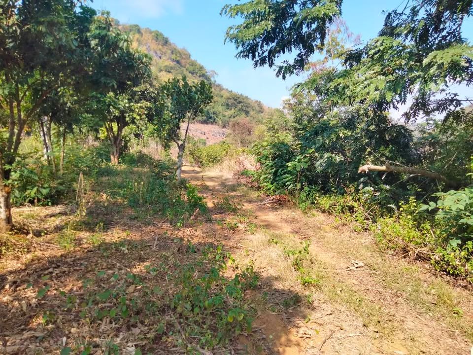 Đất vườn 6000m² tại Sơn La - Pháp lý rõ ràng, giá chỉ từ 1 tỷ!