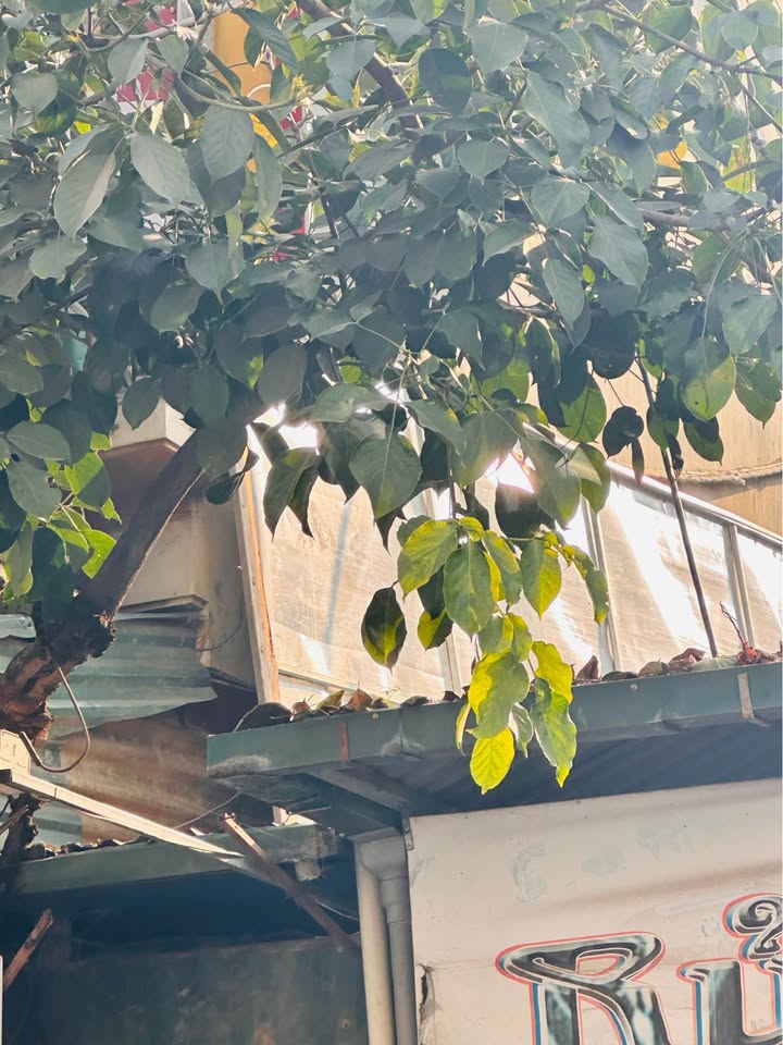 Đất P Quyết Thắng, TP Sơn La 92m² giá 1.6 tỷ - Đường rộng 20m, giao thông thuận tiện!