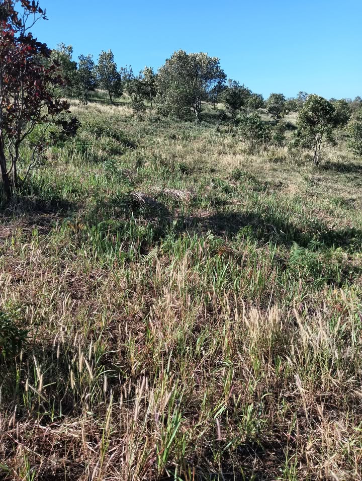 Đất nền 1,3ha tại Quảng Trực, Tuy Đức - Giá chỉ 520 triệu - Tiềm năng đầu tư lớn!