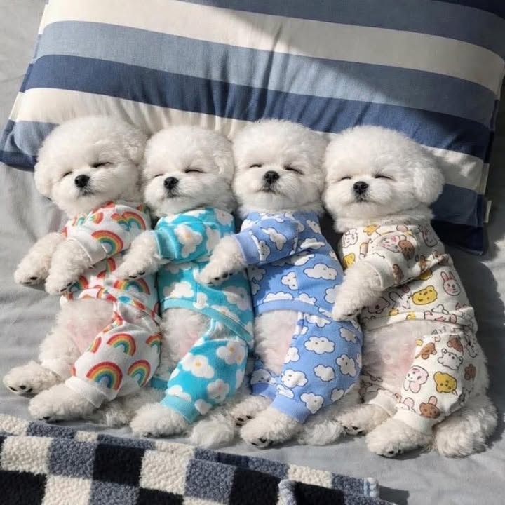 Đất 20.000m² tại Quảng Lập, Đơn Dương - Giá chỉ 14 tỷ, đầu tư sinh lời!